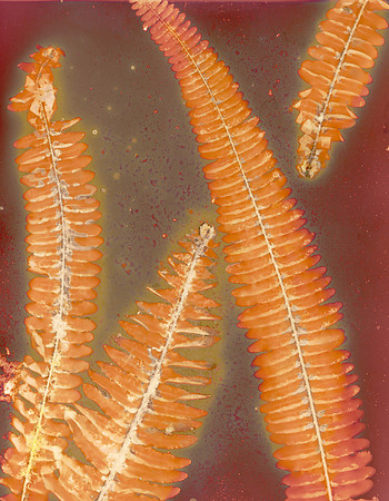 Brandy-Sebastian_Ferns_Lumen_1