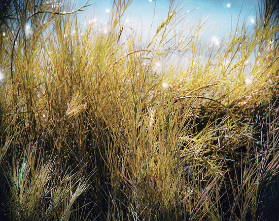 ITEM 08: "Saltwater Grasses" by Judith Preston