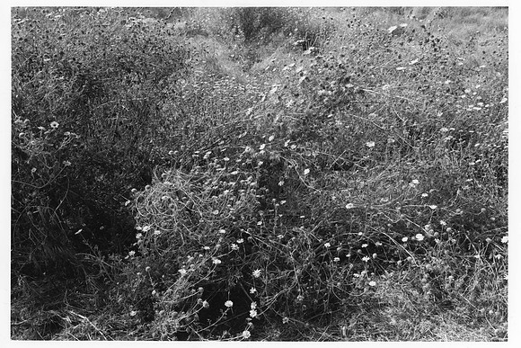 Award Winners: "San Diego Canyons #6" by Kevin Baca