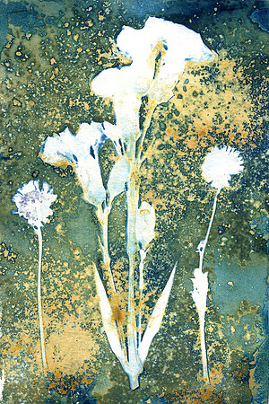 "Wild Flower No 3"