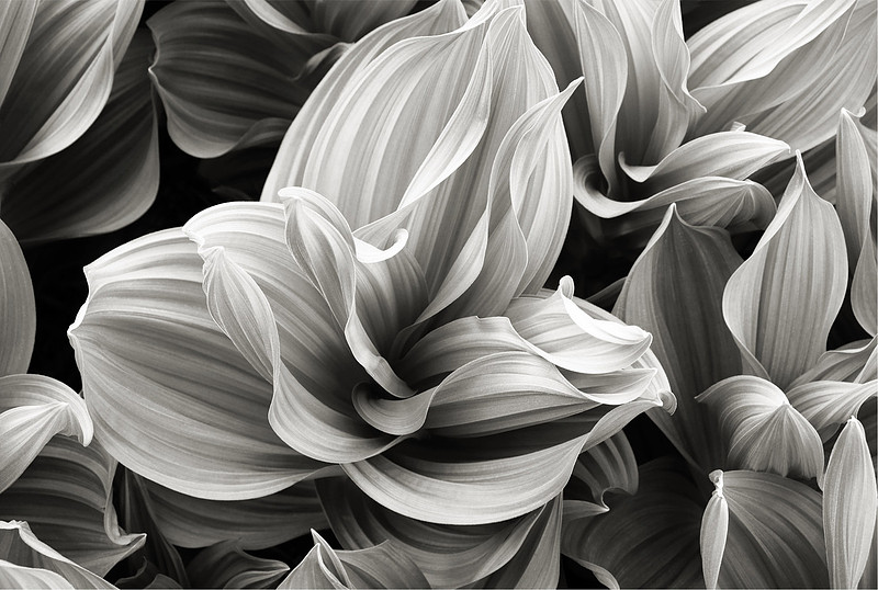"Corn Lilies"