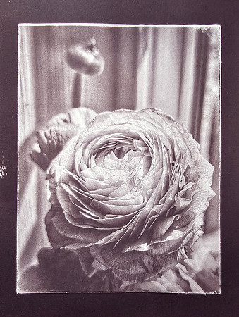 "Ranunculus 1"