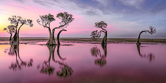 "Dancing Trees"