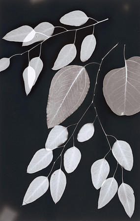 "Hanging Leaves Lumen"