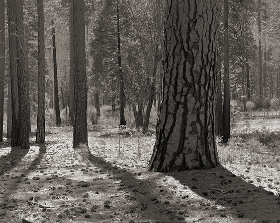 "Pine And Cones"